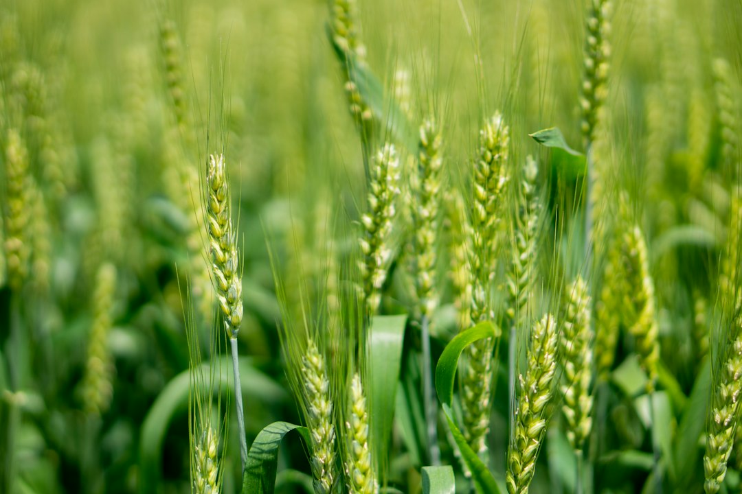 Hybrid Crop Growth