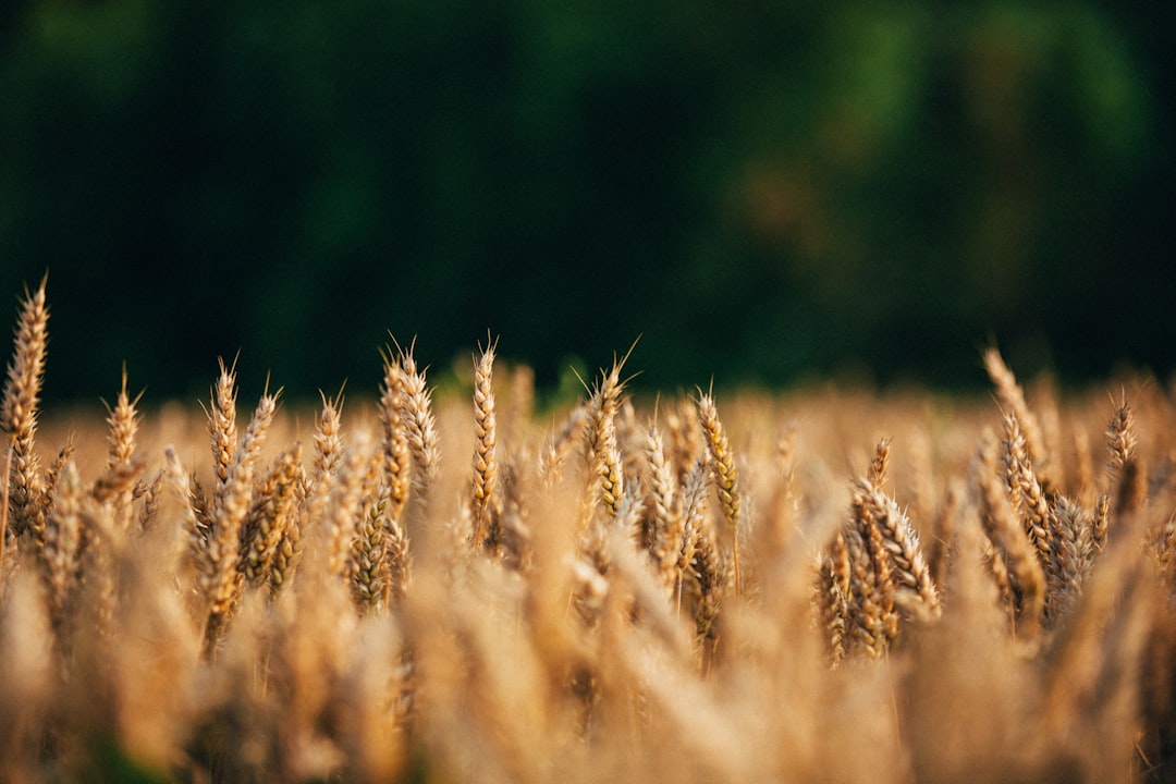 Healthy crop harvest