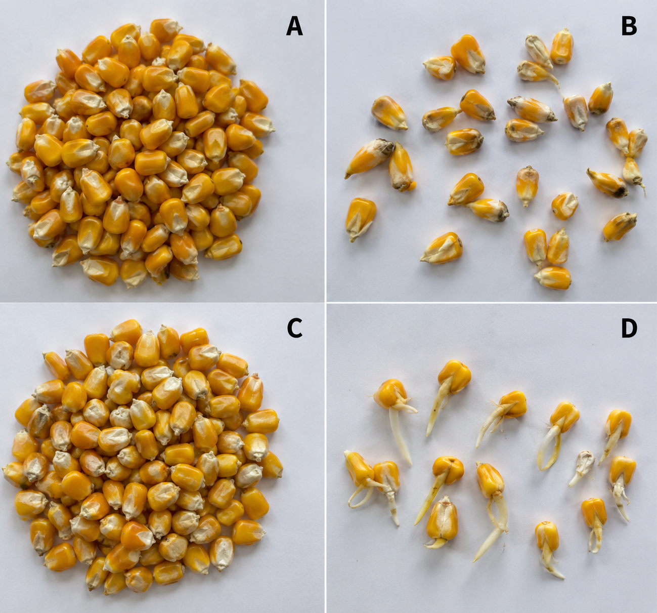 Seed Quality Inspection